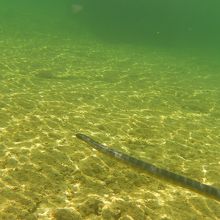 海に入ったとたんにウミヘビに迎えられました。