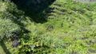 八重根のメットウ井戸♪