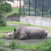 広い動物公園