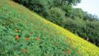 キバナコスモス