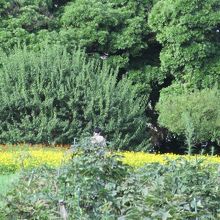 御花畑の前の広場