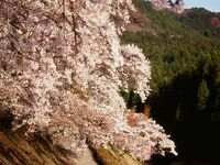 鮎河千本桜