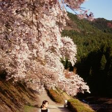 鮎河千本桜