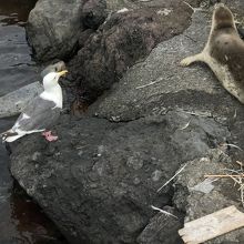 あざらしとうみねこが餌を狙っていました。買ったのはうみねこ
