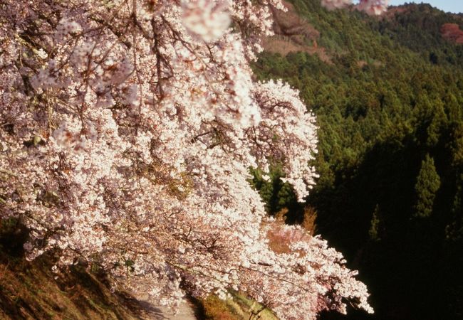 鮎河千本桜