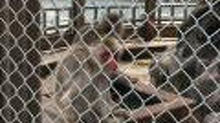 ニホンザルだけ