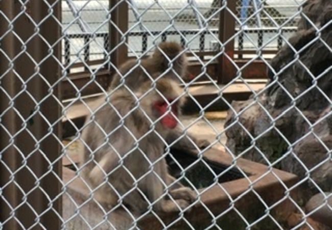 神奈川県の動物園 クチコミ人気ランキングtop17 フォートラベル
