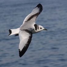 ミツユビカモメ