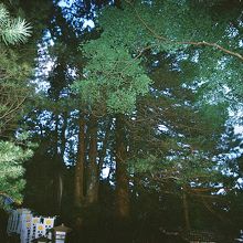 秋葉山十輪院玉桂寺、御神木〝高野槙〟。