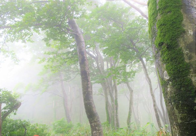 白神山地の中で世界遺産に登録されているエリアで人が入れる所は意外と･･･／二ツ森山