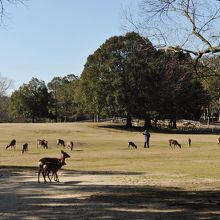 都市部だが、広々と緑が広がる