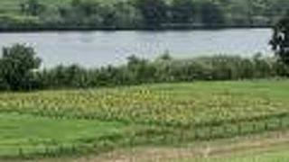 都市農業公園近くの河川敷