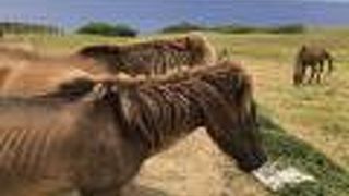 与那国馬と灯台