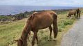 道路に溢れる与那国馬