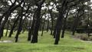 びゆうおが目の前にみえます。