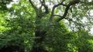 白虎隊記念館の近くにあります