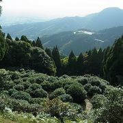 日本における茶の発祥地