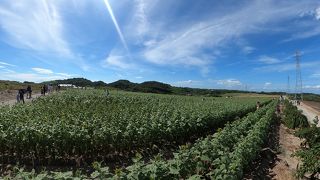 暑すぎてひまわりが全部下向いてた！