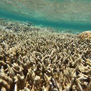 浜からサンゴが近い