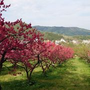 のどかな風景