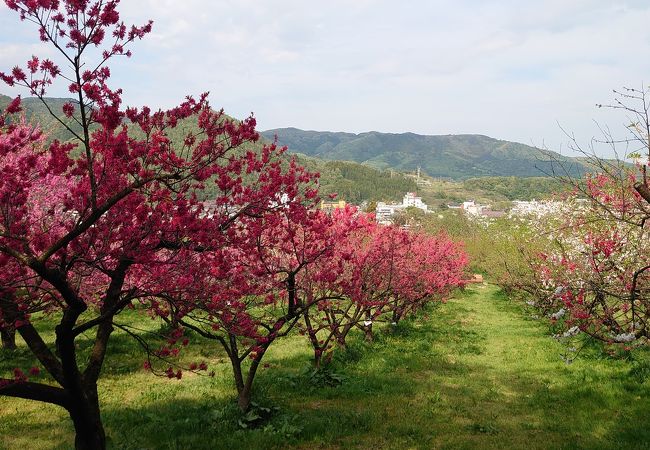 のどかな風景