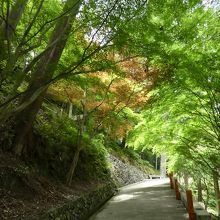 バス停から歩くのは大変でした