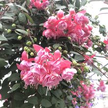 お花も楽しめます