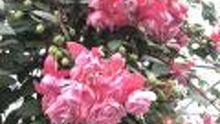 観光客向けですが