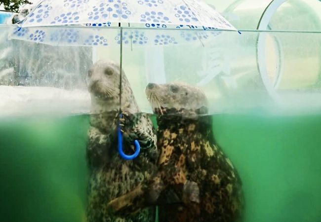 新屋島水族館 クチコミ アクセス 営業時間 高松 フォートラベル