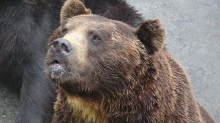 ダイキチのボス就任8周年！エサあげまくり！