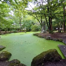 水草の浮かぶ池