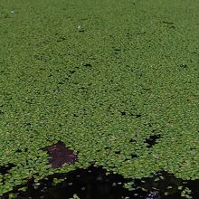 池に浮かぶ水草