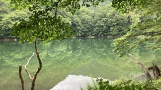 お手軽に白神山地の雰囲気を感じることができます♪