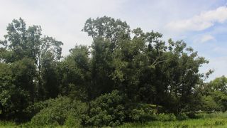 大仙公園内、堺市博物館の前にある古墳です