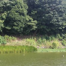 水鳥が多くいました