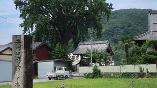 了徳寺のお葉付イチョウ ♪