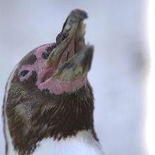 こんな可愛いペンギンちゃんもいるんですよ。