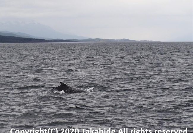 クジラも見れます