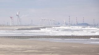 メダイチドリが見られました。