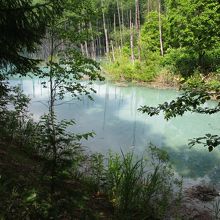 美瑛(白金) 青い池