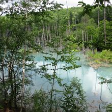 美瑛(白金) 青い池