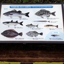 お堀には淡水魚と海水魚が共生してます。