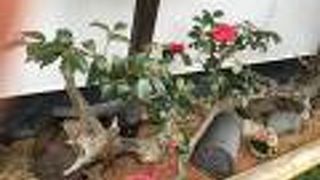 京都ならではのセンス