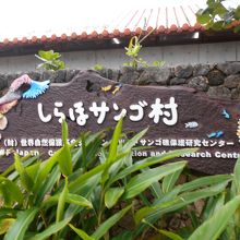 しらほサンゴ村