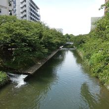 松川の桜並木