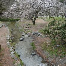 この浅い川がそうです。桜の時期が始まります・・・