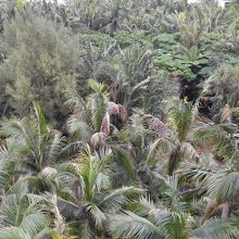 サタケ八重山ヤシ記念館 