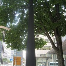 真横から眺めると、隣の木と同化したテイストで楽しめます