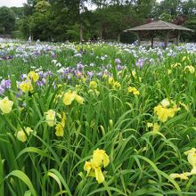 染谷花しょうぶ園