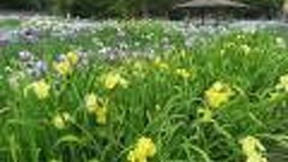 染谷花しょうぶ園